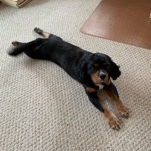 Meet your Posher, Heidi